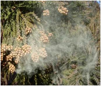 为了替你出气，我们给讨厌的杨柳絮来个“以暴制暴”