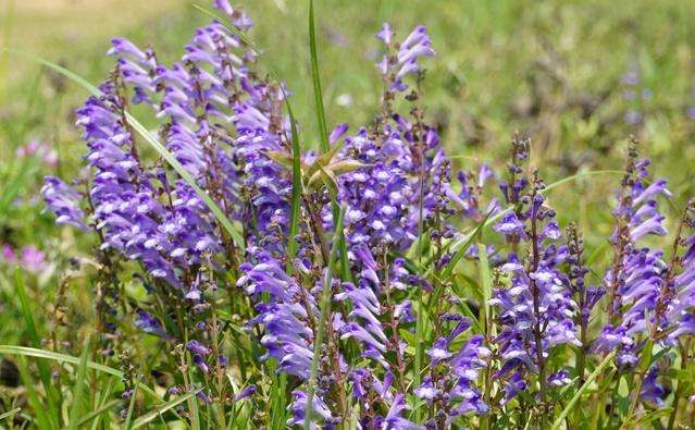 105种野草图片大全,105种野草的图片功效与作用