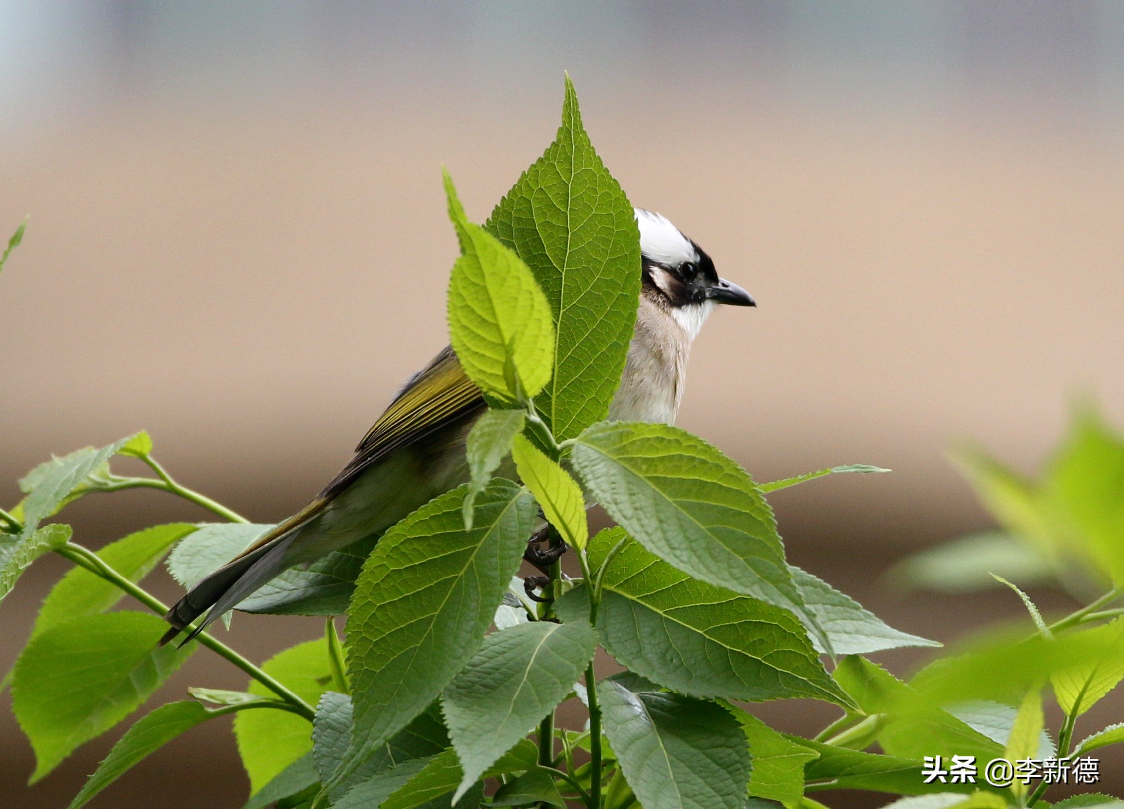 适马150佳能5d3能用吗,佳能5d3能不能用适马85f1.4a镜头