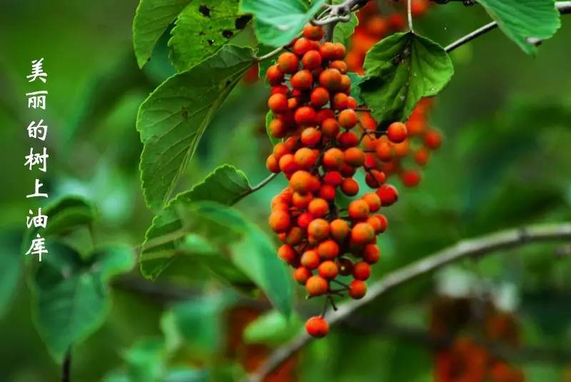 全世界最健康的食用油排行榜,世界排名前十最好的食用油