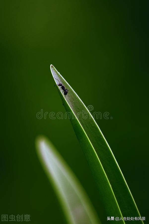 写作|种子的旅行|杨柳风习作点评