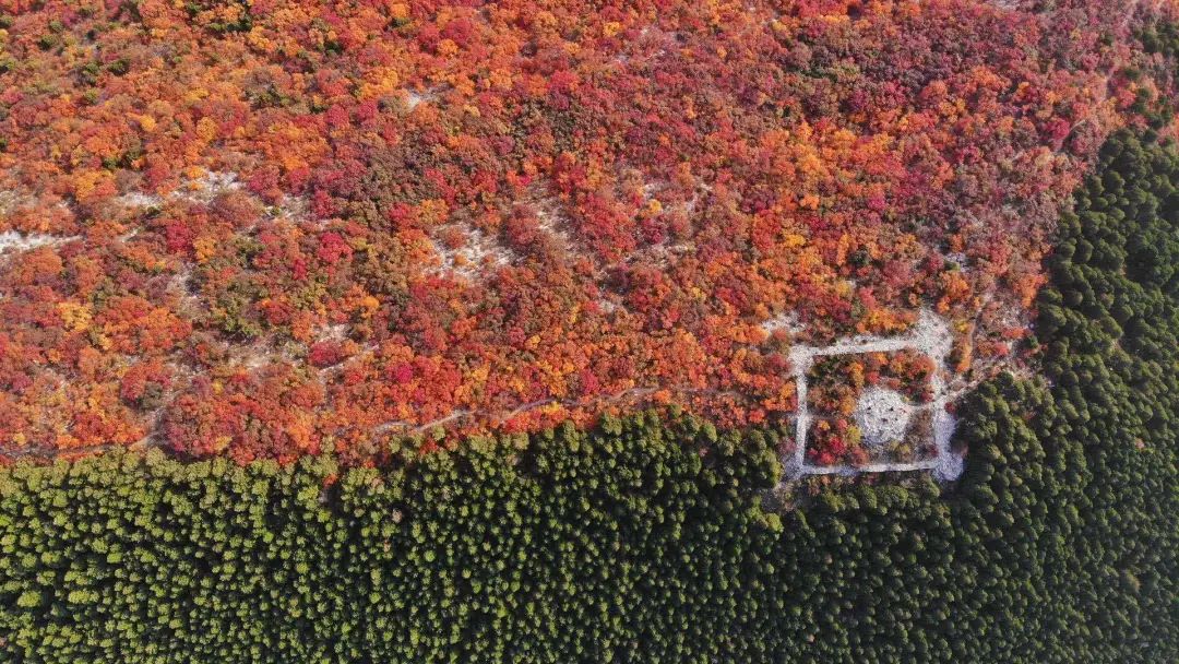 赏秋不远行就近赏秋景,赏秋何必去远方