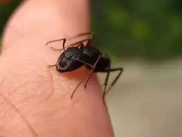 小心路边土堆里的红火蚁,危险路边见到这种虫子千万不要碰