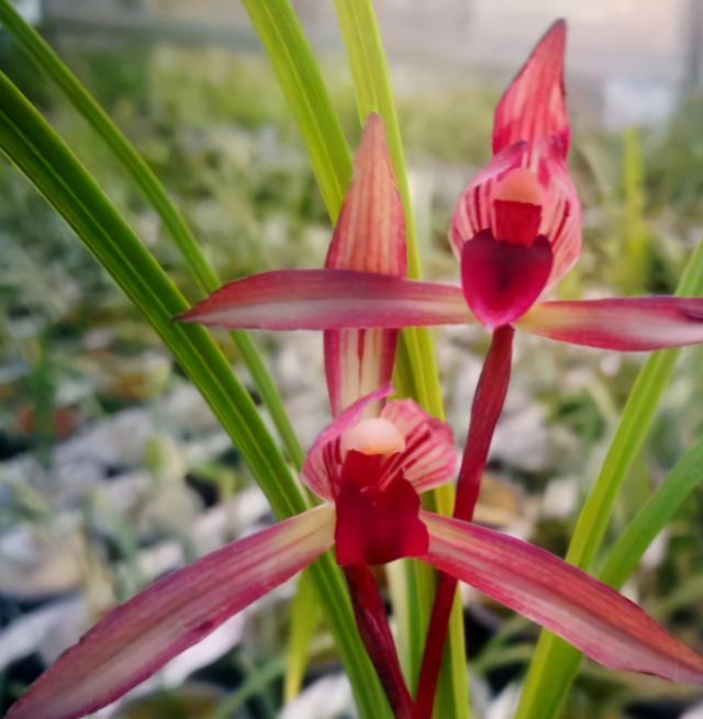 滇红素兰花是春兰还是寒兰,春兰腾越红素滇红哪个更优秀