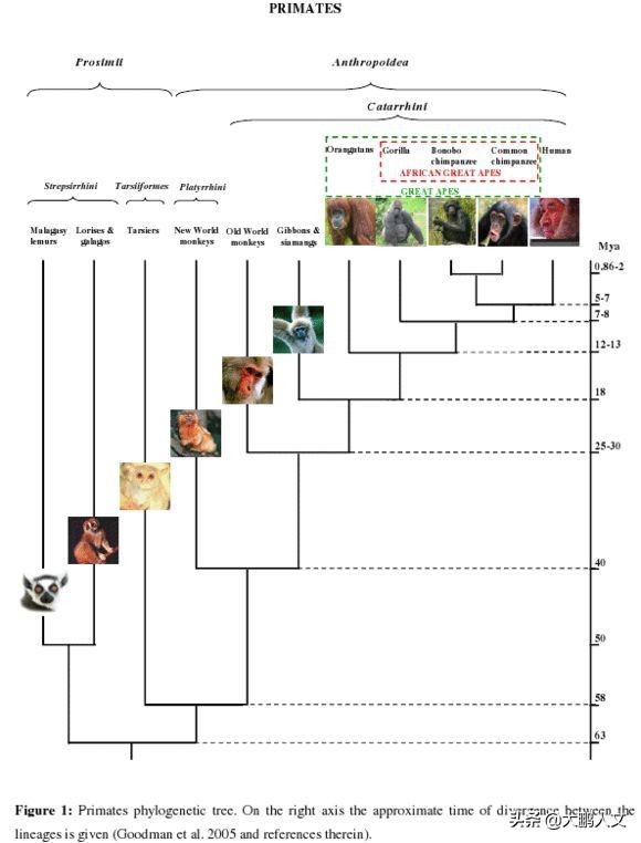 进化趣史（二）——我们是怎么变成这幅模样的