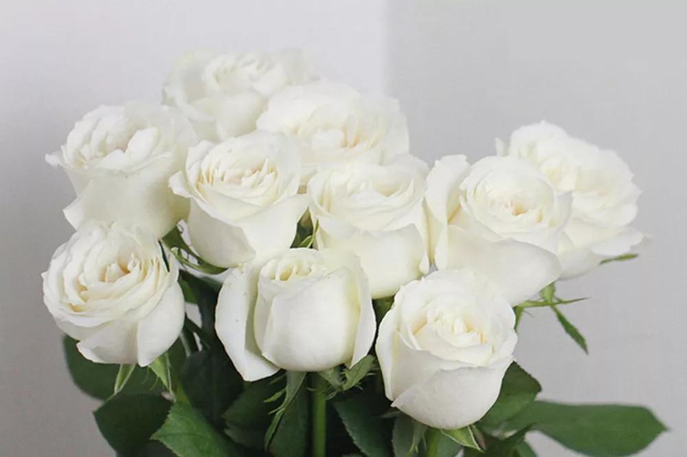 花店必备的5款玫瑰,鲜花图鉴一次性认识30种玫瑰花