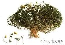 动物中药功效大全,中药药材大全及功效