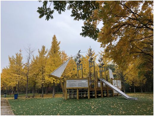 上海银杏叶打卡的地方,上海周边哪里有银杏叶