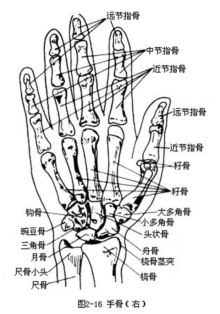医生常用的解剖学、内外科口诀
