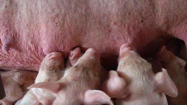 母猪产后少乳是怎么回事,产后母猪缺乳好治吗视频