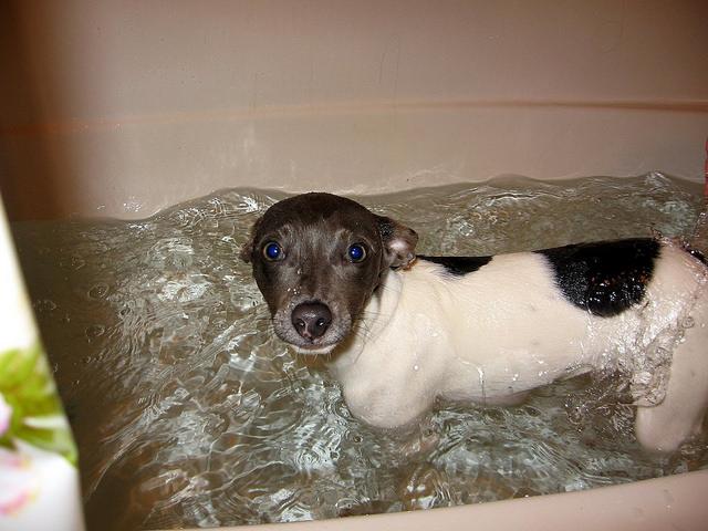 幼犬几个月后就不会生病,幼犬洗澡有点感冒