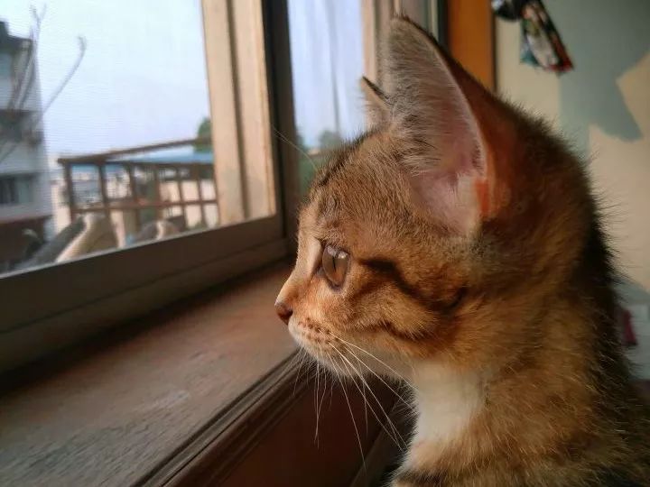 高层养猫必须要装纱窗吗,高层养猫关笼子