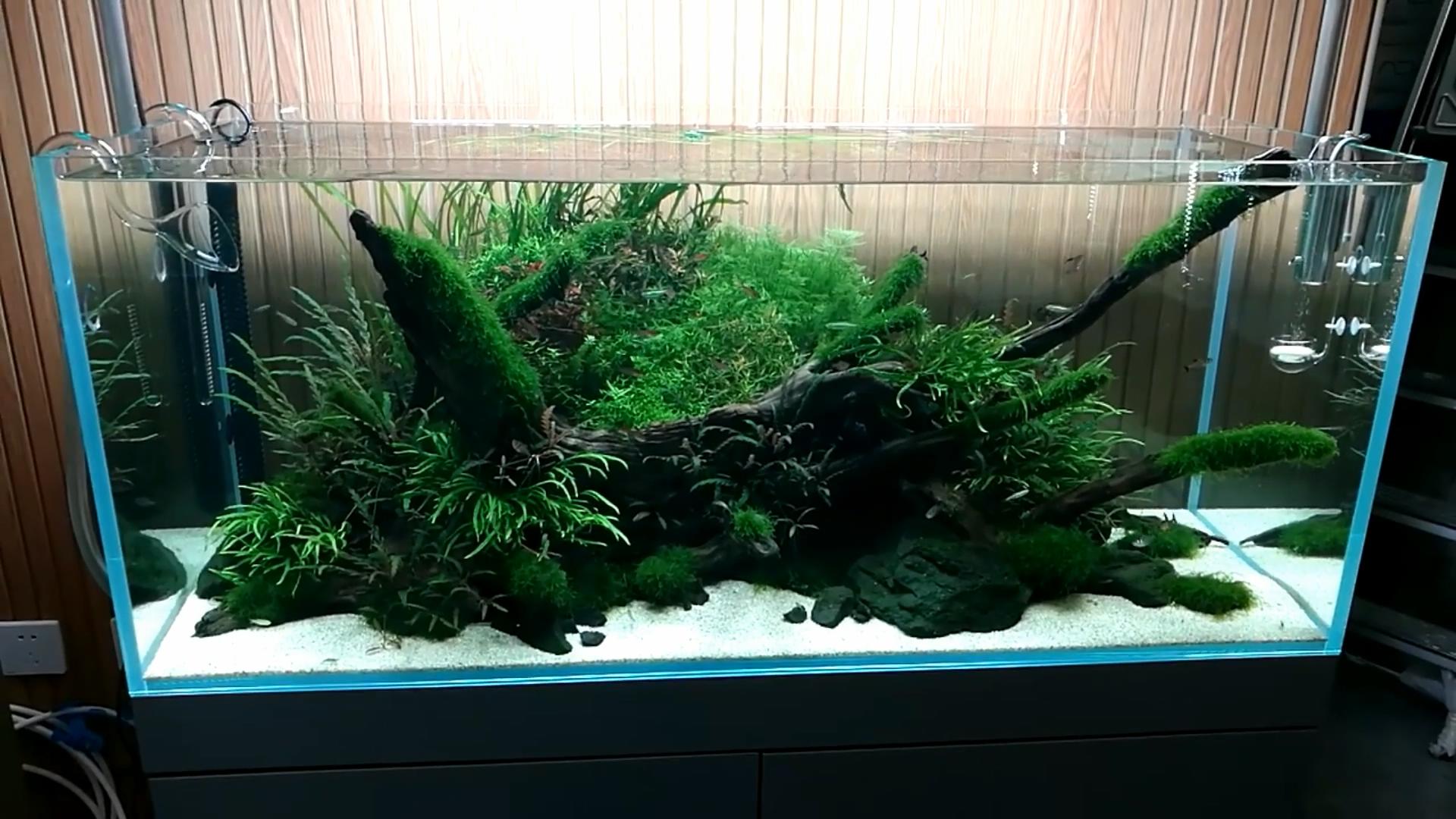 草缸有必要用专业的灯吗,草缸用普通的led灯可以吗