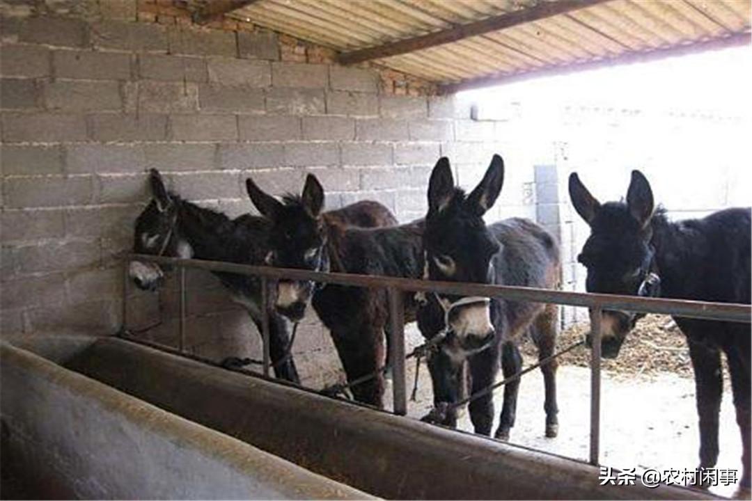 养驴热度越来越高，别盲目涉足，提前做好这些方面才是关键