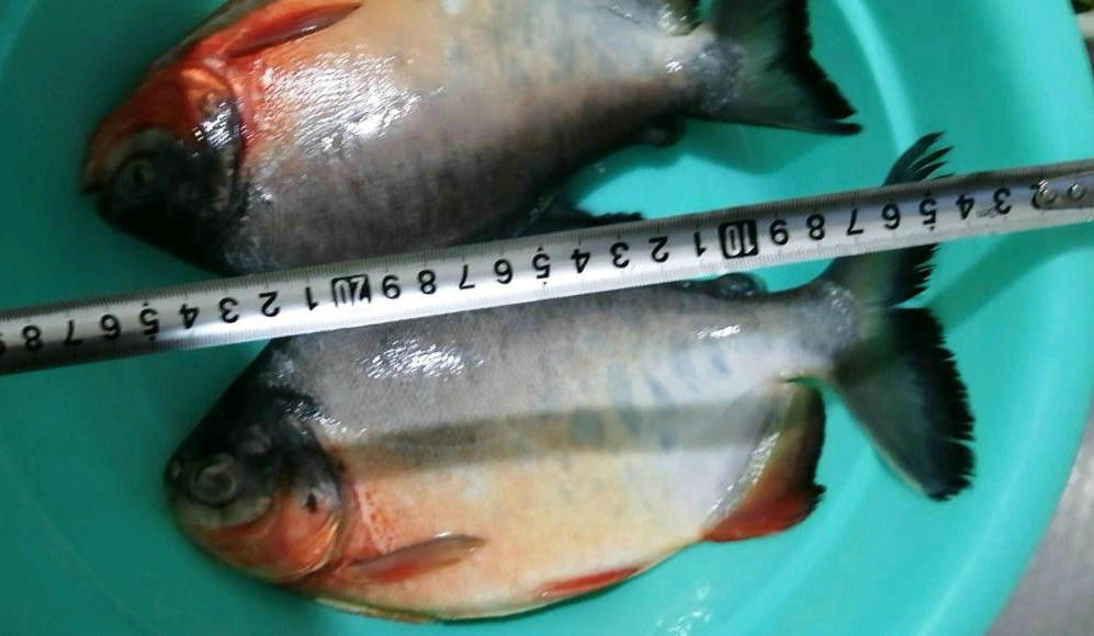 食人鱼咬死甲鱼事件,食人鱼钓鲶鱼视频