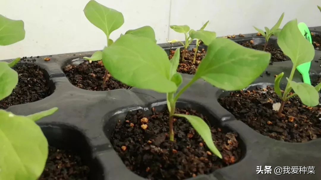 茄子怎么育苗是正确的,茄子育苗出来需要多高温度
