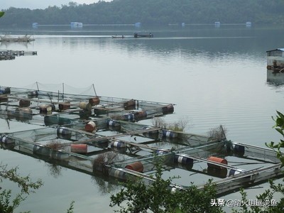 运输鱼为什么放柴油,柴油在鱼塘里对鱼有影响吗