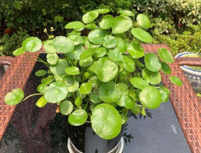 四种好养的植物,4种水培绿植