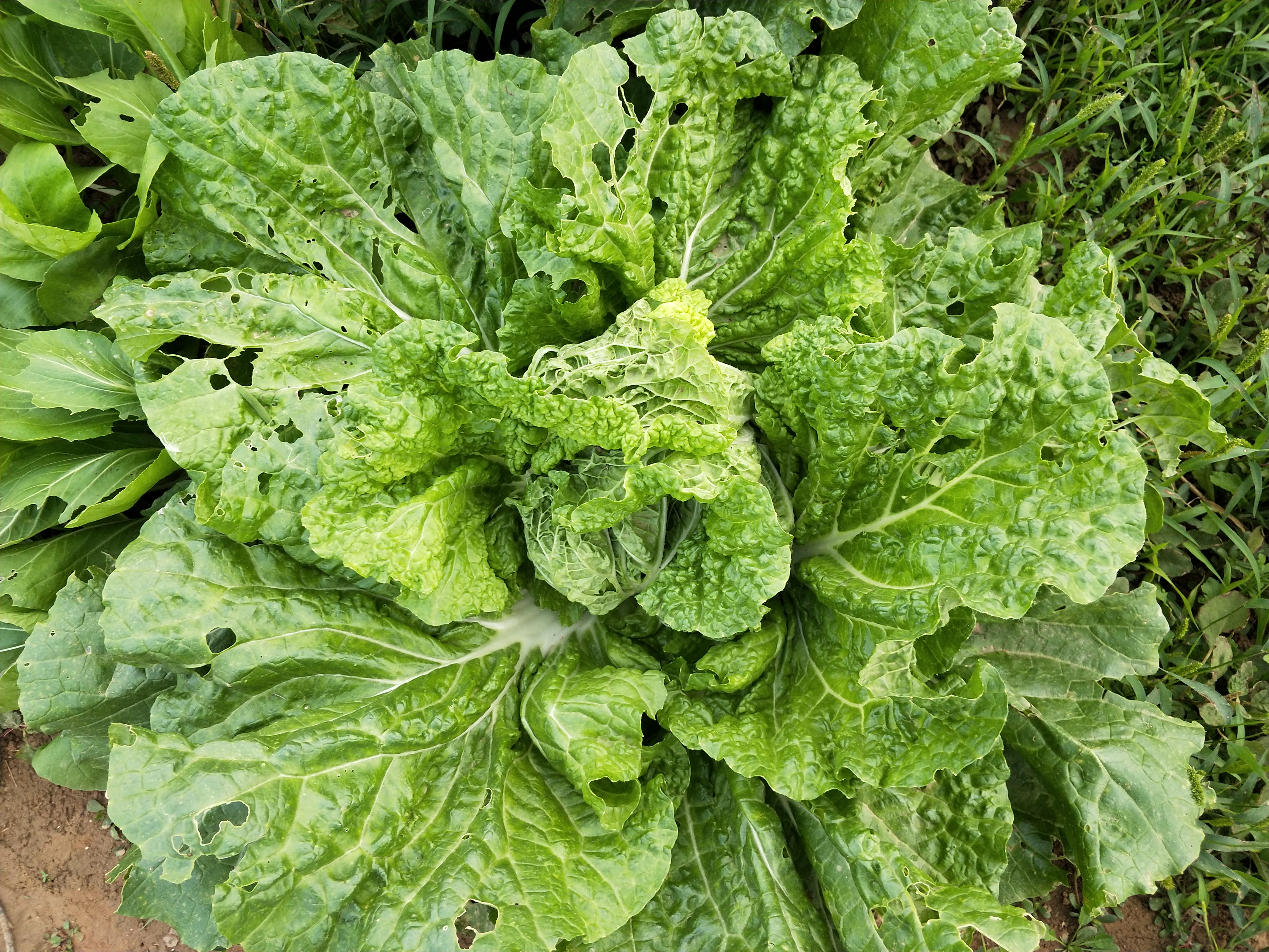 治疗白菜软腐病效果最快用什么药,白菜软腐病用噻唑酮与精甲恶霉灵