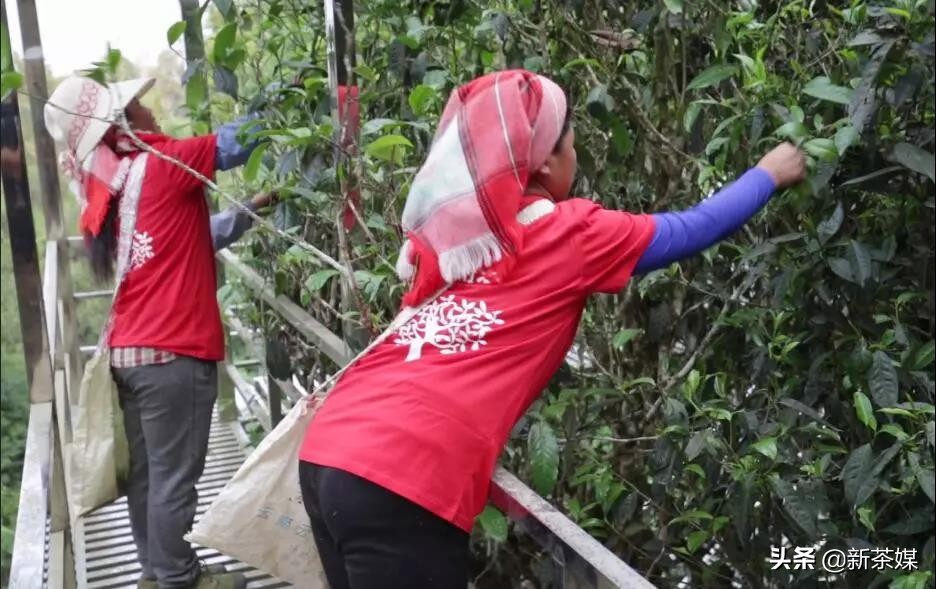 真正的老班章古树茶怎么泡,班章老树茶如何辨别真假