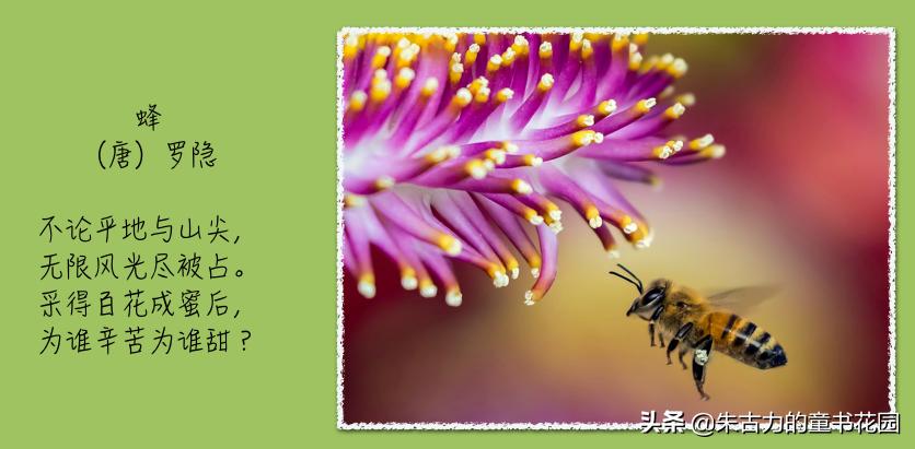 武亦姝诗词大会谈对诗词的感受,诗词大赛才女武亦姝