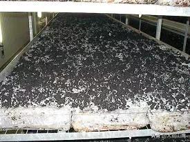 平菇种地里教程,平菇菌种放在土里怎么种植