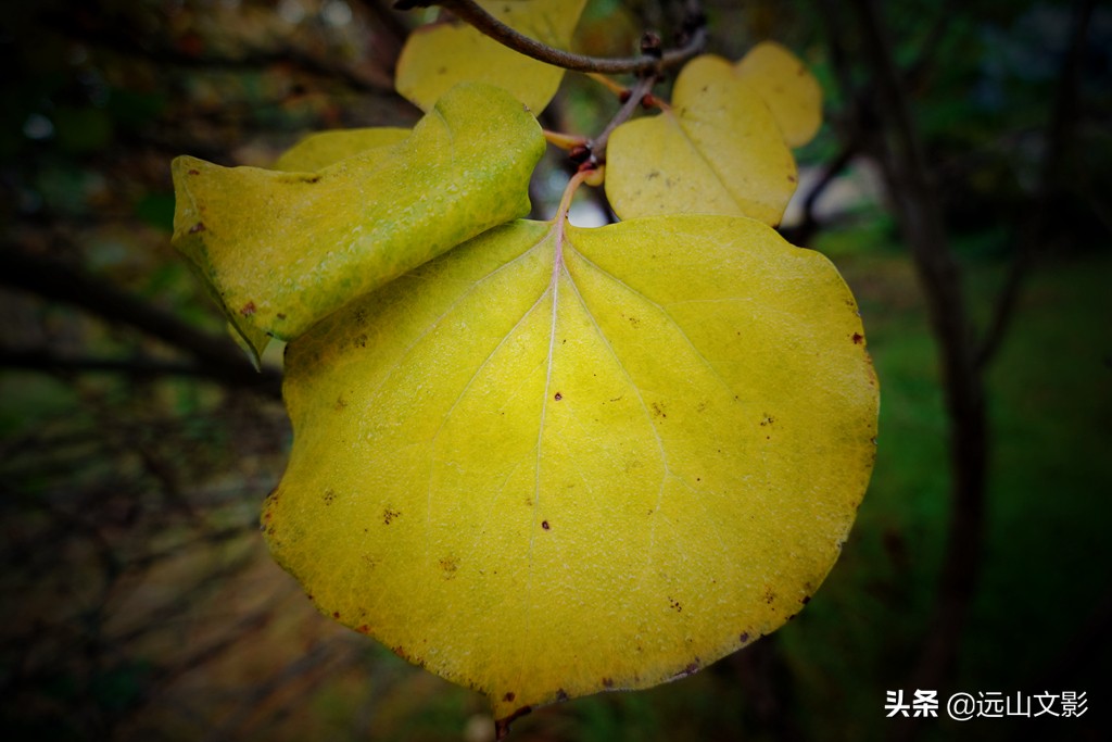 索尼黑卡二怎么拍,索尼黑卡2大光圈拍视频