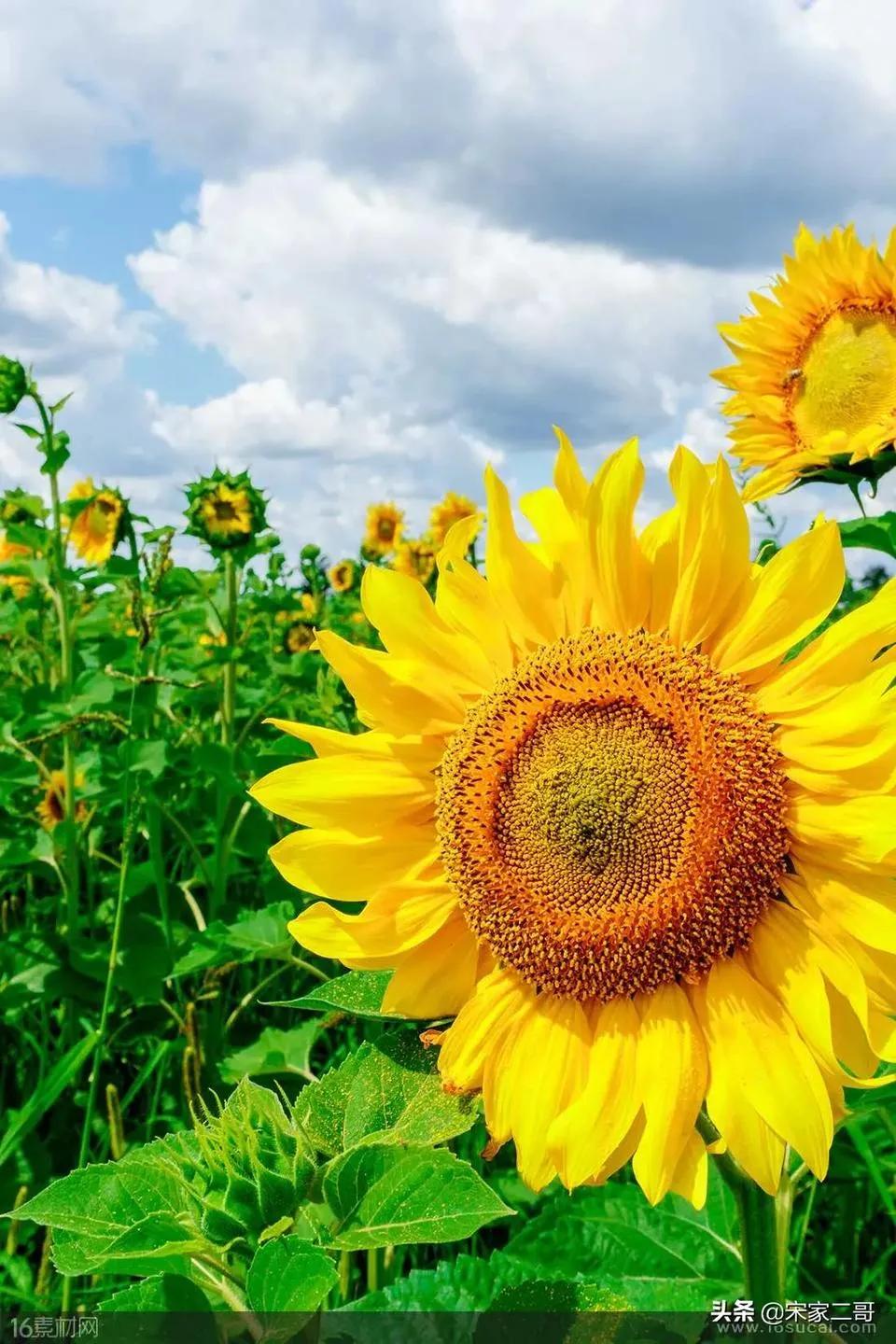 小朋友的社交能力如何提高,如何提高自己的社交能力和水平