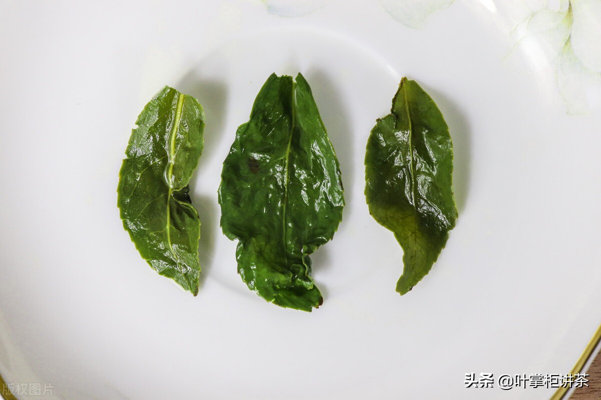 铁观音是茗茶吗,铁观音是绿茶吗百度知道