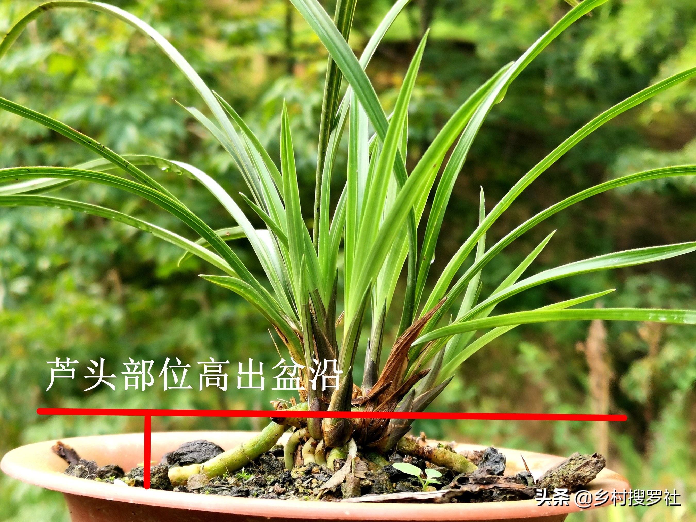 兰花高种好还是低种好,怎样种植兰花才让它又茂盛又高大