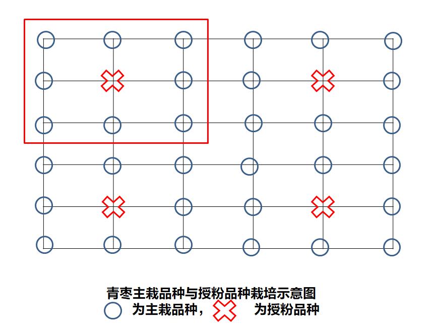 青枣管理,青枣上架技术