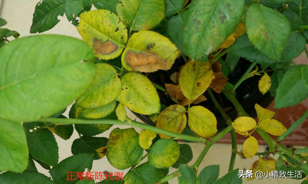 月季叶子健康,月季健康的表现