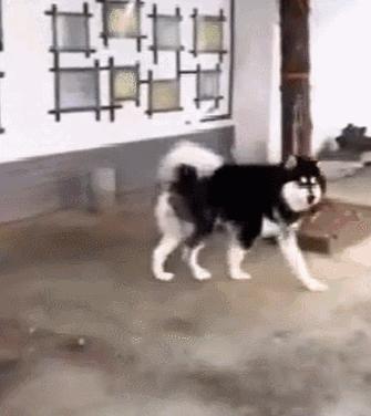 带你走进狗狗的世界,带你走进阿拉斯加克利凯犬