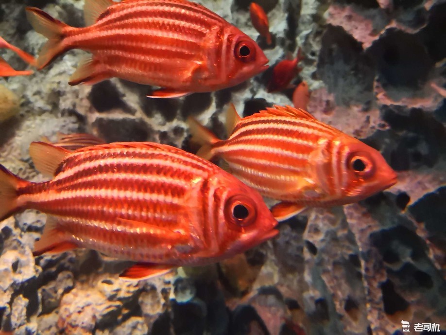 珠海长隆海洋王国亲子游攻略,珠海长隆海洋王国攻略亲子游