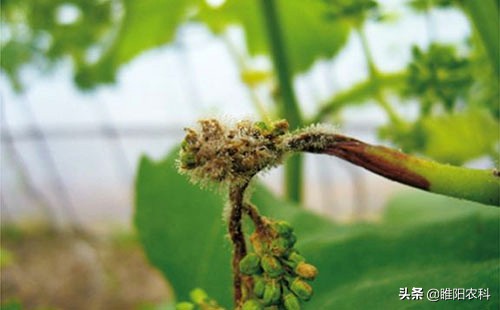 葡萄霜霉病流行的主要环境条件是,葡萄霜霉病最短间隔几天打一次药