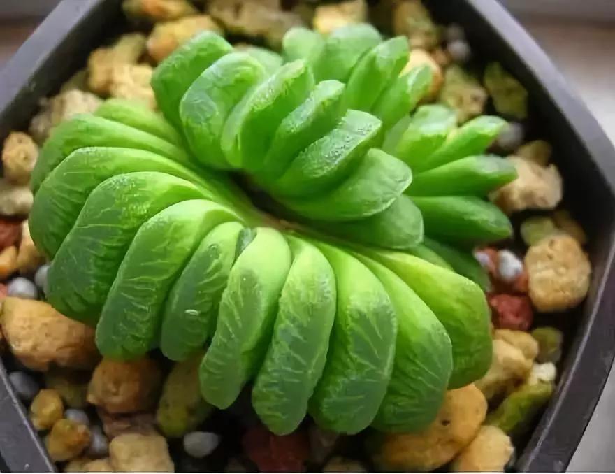 十大天价植物种子,十大顶级名贵植物