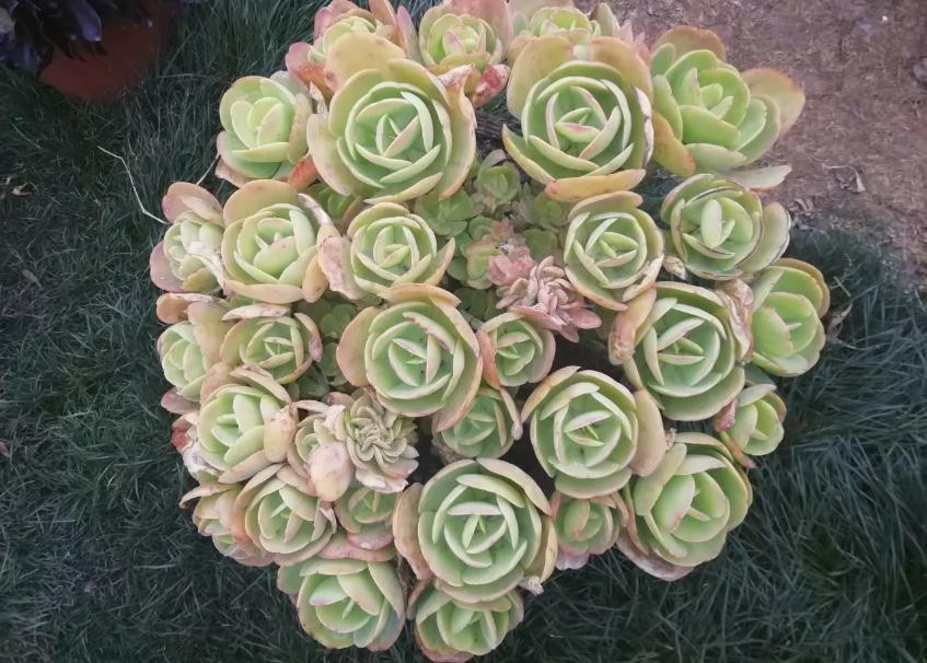 多肉养出状态来有多美？这102种多肉控养上色之后美呆了