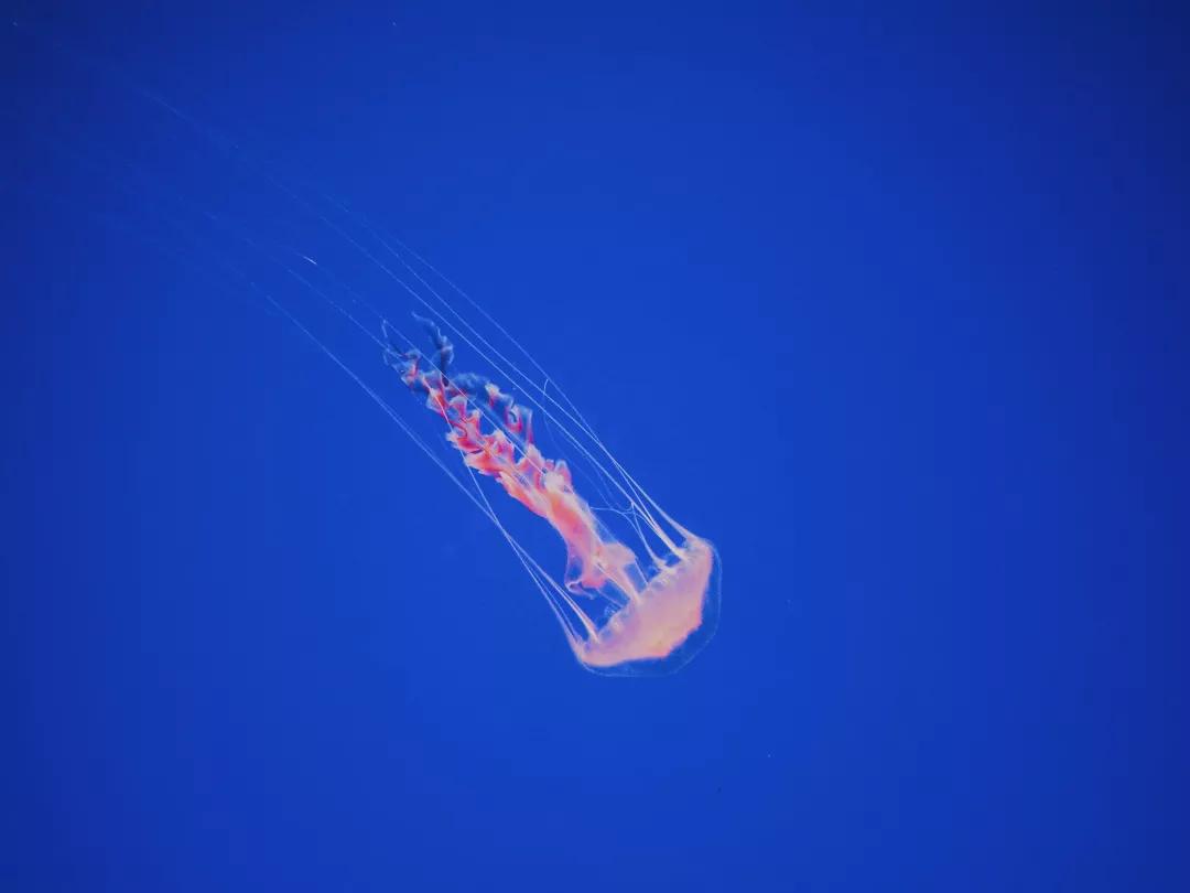 自媒体博主成功的故事,自媒体博主的真实故事