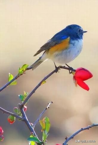 30个成语30个古诗词意象,含成语的古诗100句