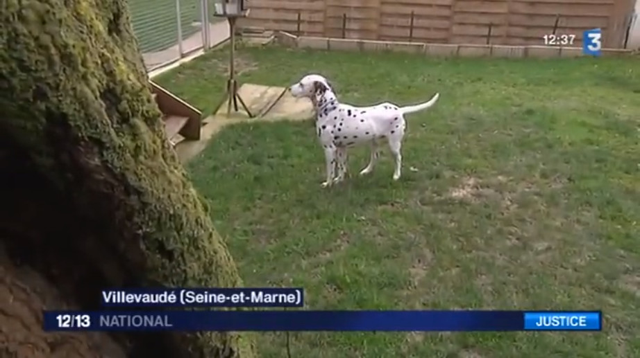 狗子出庭作证、鹦鹉指认凶手，动物的“鬼话”比“人话”更可信？