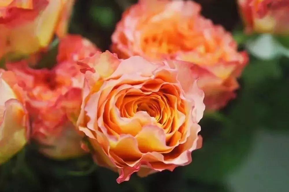 一篇文章带你认识三亚40种花,鲜花图鉴一次性认识30种玫瑰花