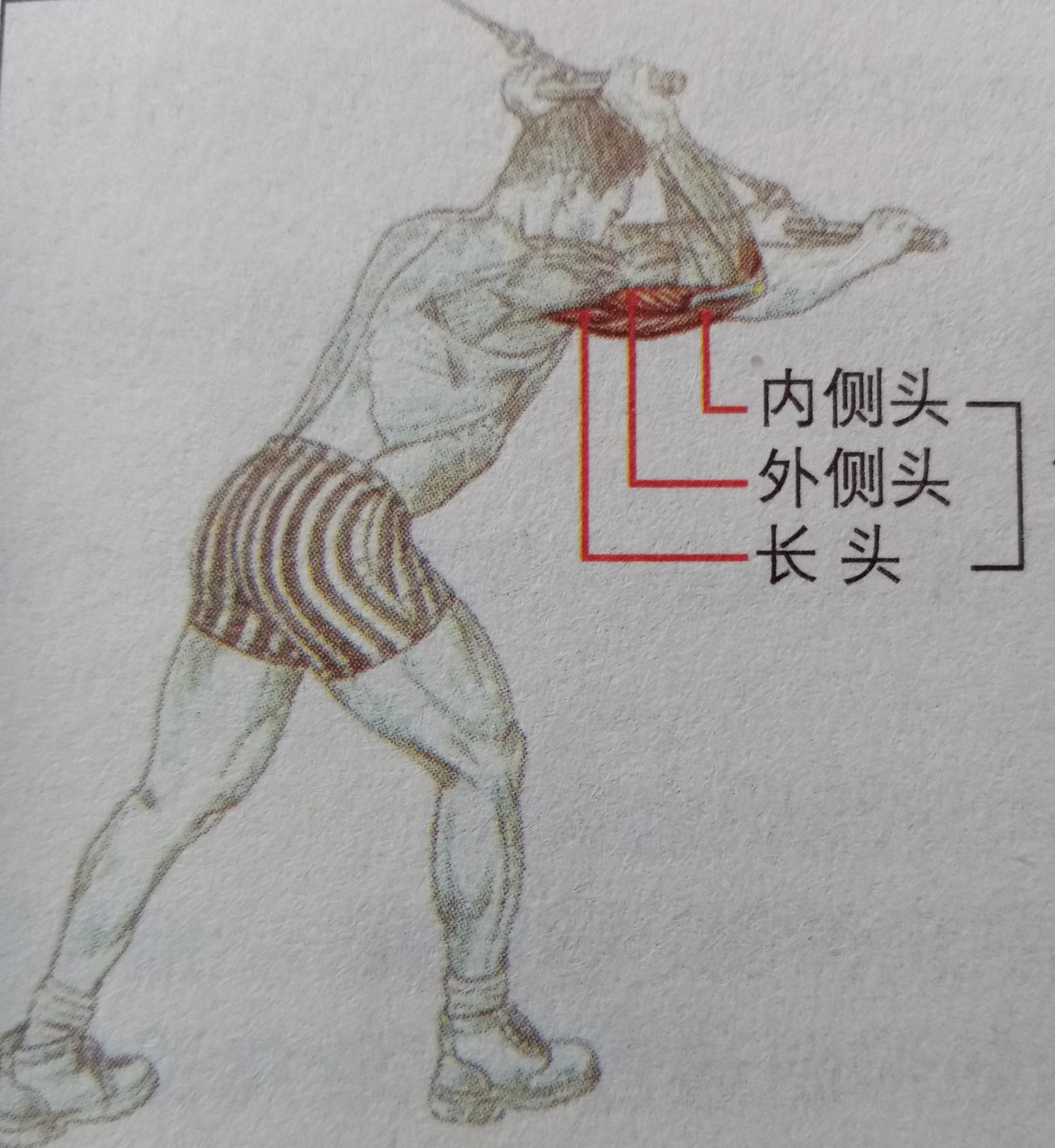 大臂三头肌怎么练,二头肌和麒麟臂怎么练