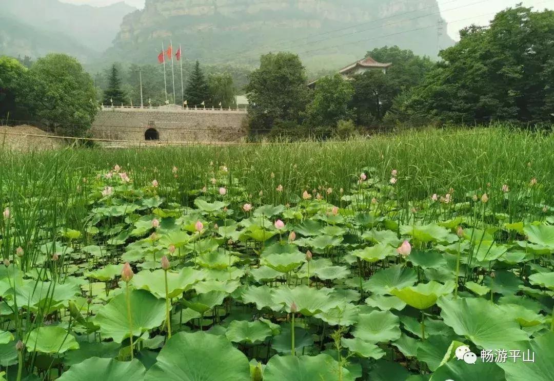 看荷塘月色的视频,看夏日荷塘美景