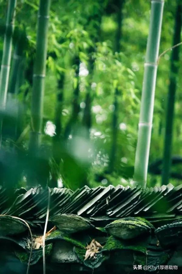 竹香赋全文,竹香赋