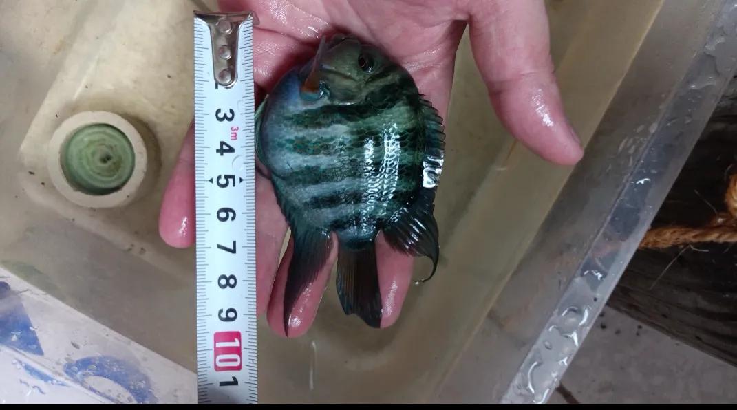 鹦鹉鱼可以跟迷你鹦鹉鱼一起养吗,迷你鹦鹉鱼和鹦鹉鱼能混合吗