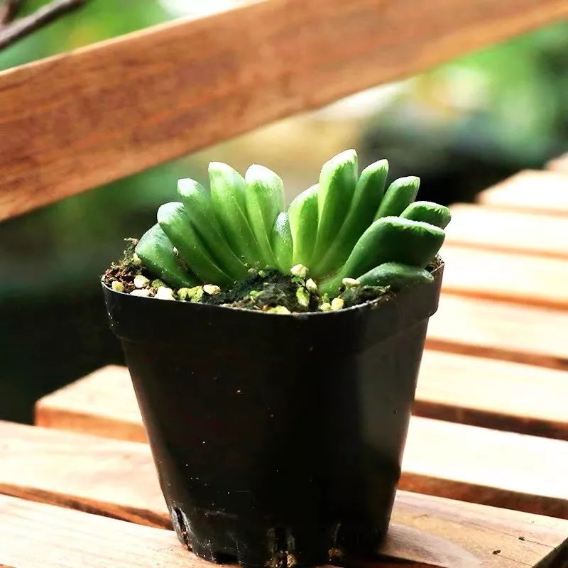 八种好看又好养的多肉，看看你家养了几种？