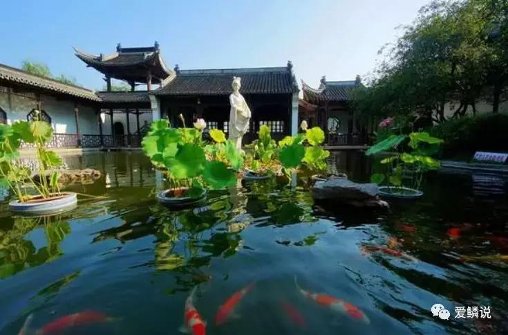 适合锦鲤池水面种植的植物,锦鲤鱼池能长什么植物