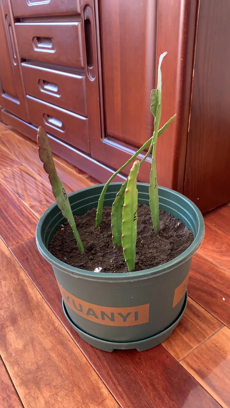 冬日里的鲜花依然盛开,冬日里盛开的第一朵鲜花