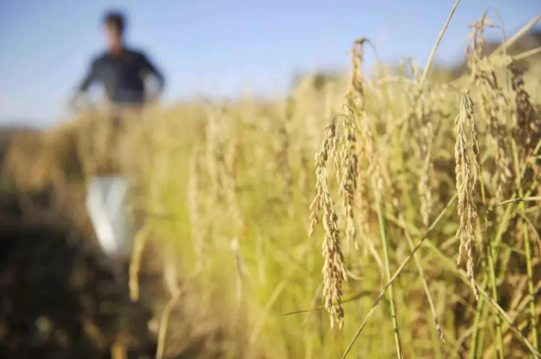 2020年假农药案判刑案例,假农药案中案