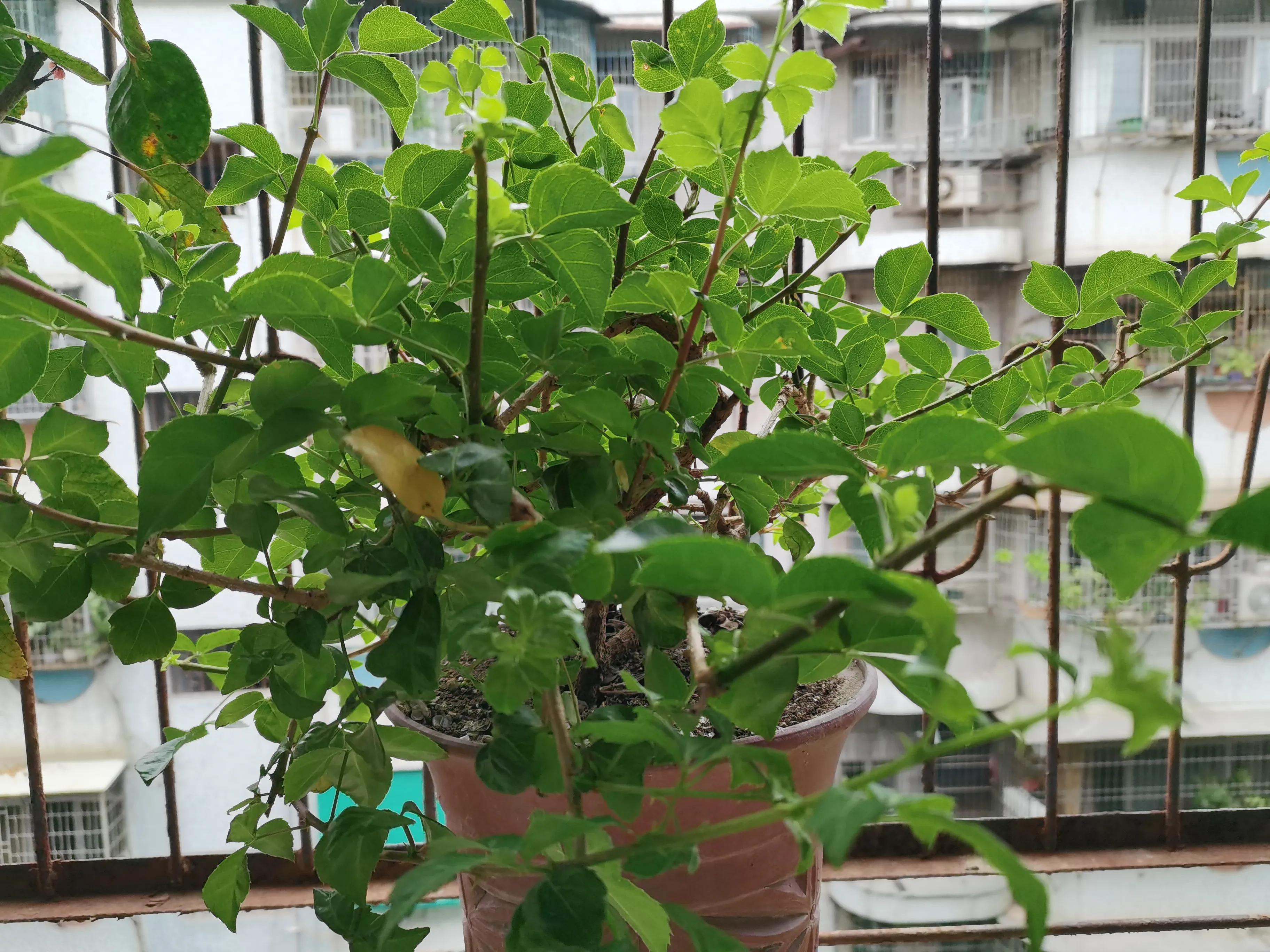 苦刺心是刺苔吗,苦刺芯味道